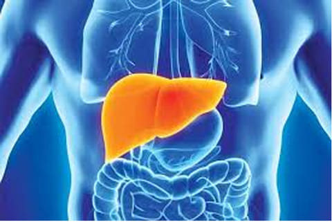 Representative image for liver