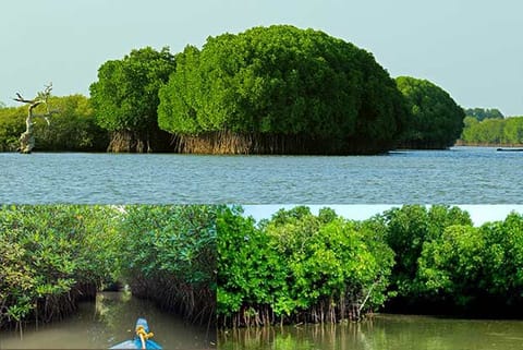 TN loses 5 mangrove species as soil salinity increases in coastal areas