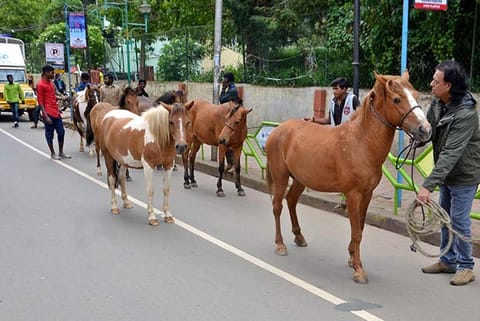 Municipality officials seize stray horses on a road in Ooty on Thursday