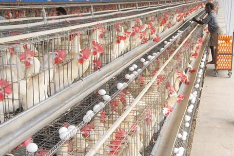 A poultry farm in Namakkal district