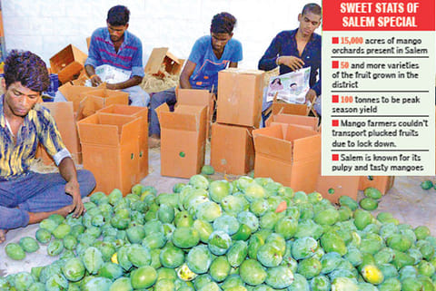 Mangoes being segregated and packed in cartons in Salem for sale (File photo)