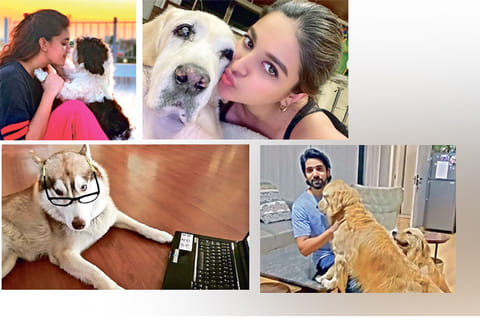 Keerthy Suresh (Top L), Nidhhi Agerwal (Top R), Pranitha Subhash?s Husky Blu (Bottom L) and Sushant
