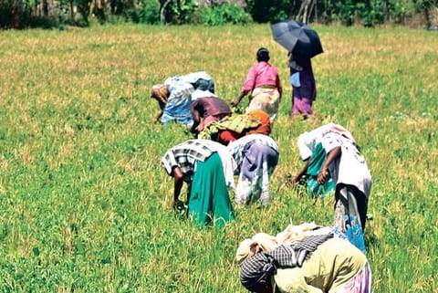 Women labourers at work in a farm in one of the delta districts