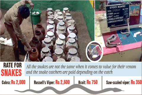 Livelihood slithers away from snake catchers of Irula community