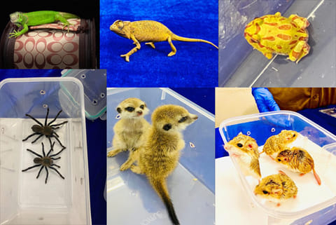 Chameleon, meerkats, sphynx rat, fat-tailed gerbils, tarantulas and albino pacman frog seized by the Customs