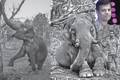 Photographs of elephants by Senthil Kumaran, Inset: Senthil Kumaran