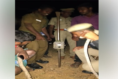 Foresters checking the trap camera for images of the animal that killed the goats