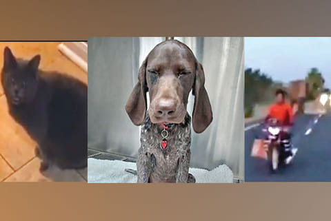Trending in TN: Dog swallows ring, Cat gets pissed off and Tusker misses by a whisker