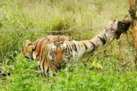 The tiger trying to escape from the noose near Kothagiri