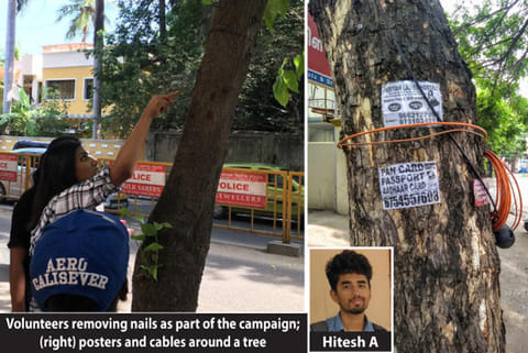 Abused trees nursed by city volunteers get new life
