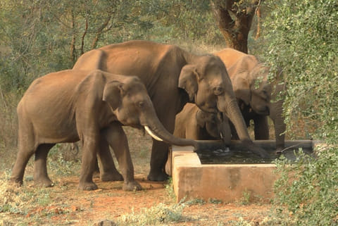 Wild elephants quench their thirst from a trough in Mettupalayam