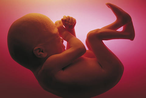 Cabinet approves raising of upper limit for permitting abortions to 24 weeks for certain cases