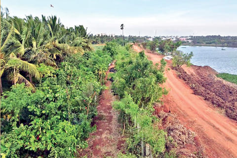 The lake and the Miyawaki forest at Vellalore developed by members of Kovai Kulangal Paathukappu