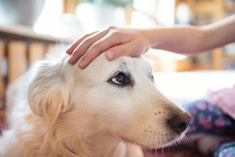 Pet monsoon guide: Can pets play in rain?