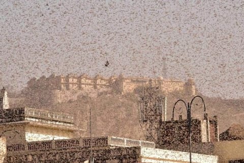 Locust control operation is in full swing: Agriculture Ministry