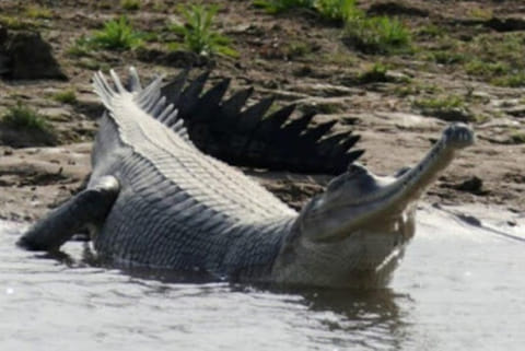 Centre declares National Chambal Sanctuary in MP as eco-sensitive zone