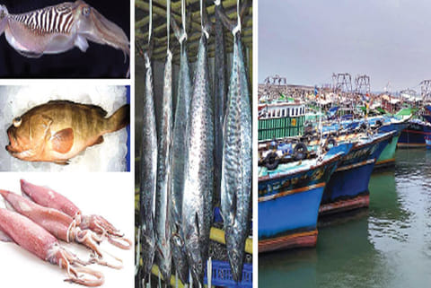 Varieties of fish exported from India; Mechansied boats anchored at Colachel harbour (right)
