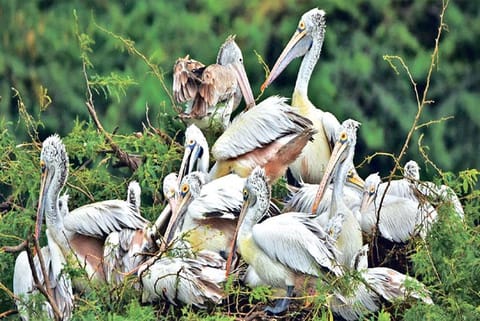 The entry of freshwater into Pallikaranai wetlands has made water bodies an ideal habitat