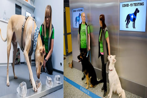 Helsinki Airport uses sniffer dogs to detect the coronavirus, but funding is running out