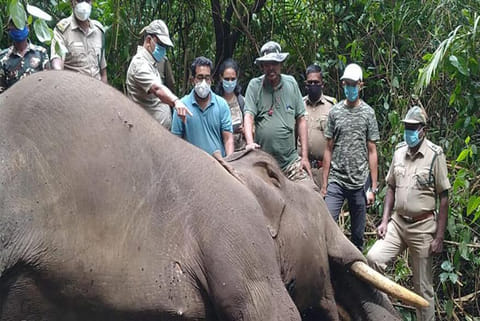 The elephant was found dead in the Valparai forest range of the Anamalai Tiger Reserve