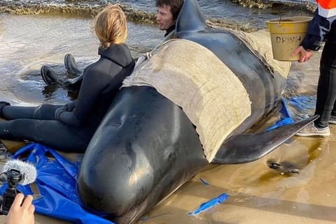 Whale beaching: An enduring mystery