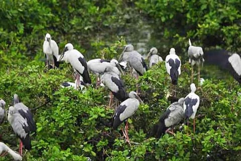 Lessons From Nature: A human experience: Pandemic learnings from birds on the balcony