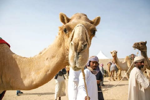 Meet beauty queens of Al Dhafra, epicenter of camel pageants