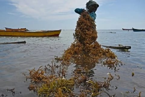 Women Show The Way As India Pushes 'eco-miracle' Seaweed (Image Courtesy: Reuters)