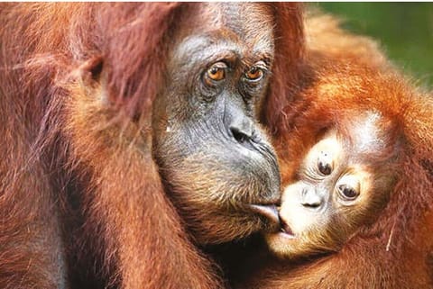 Orangutan