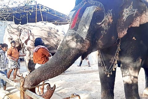 ?Andal? and ?Premi? from Sri Ranganathaswamy Temple in Srirangam