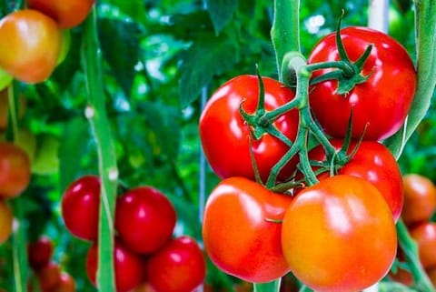 After strawberry, dragon fruit, UP to host 'Tomato Festival'