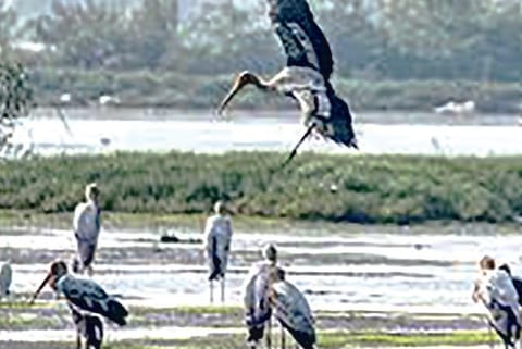 Vedanthangal bird sanctuary in Chengalpattu.