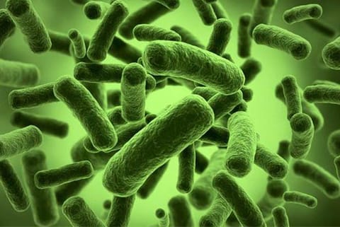 Gut microbiome (File photo)