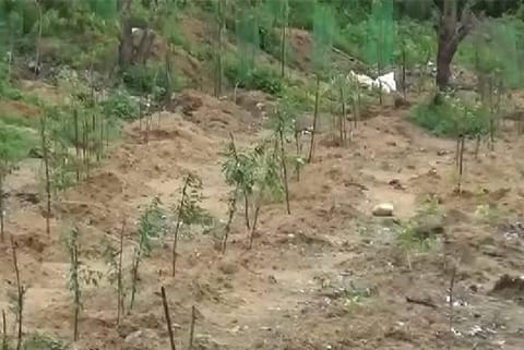 Miyawaki urban forest: Planting saplings complete at 12 locations