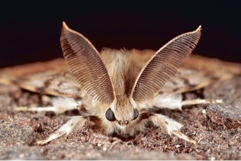 Backtracking Lingo: Why scientists refrain from calling this moth by its name