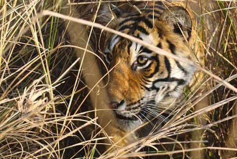 Animal Census commences at Sathyamangalam Tiger Reserve