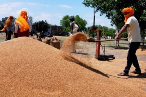 Yogi govt to purchase wheat directly from farmers