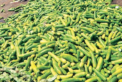 Vegetables discarded at Koyambedu wholesale market