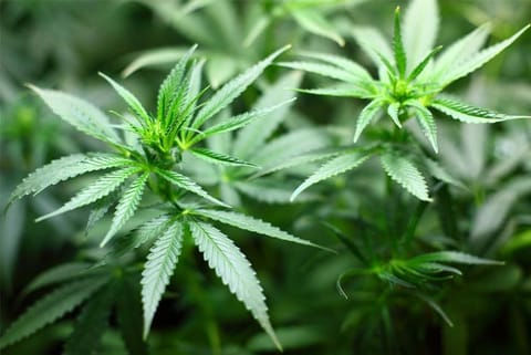 Marijuana Plant (File Photo)