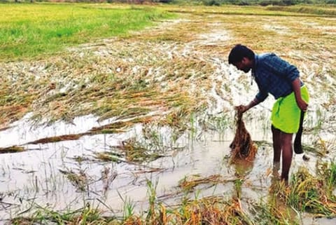 An inundated field at Siruvalayam village in Nemili taluk in Ranipet district