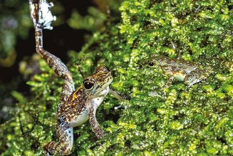 Frog.