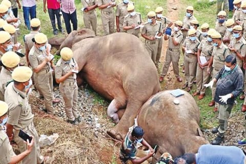 Carcasses of elephants that were removed from the track