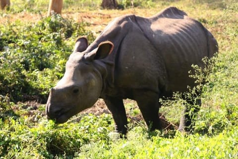 Nepal makes progress in conserving forest, wildlife species