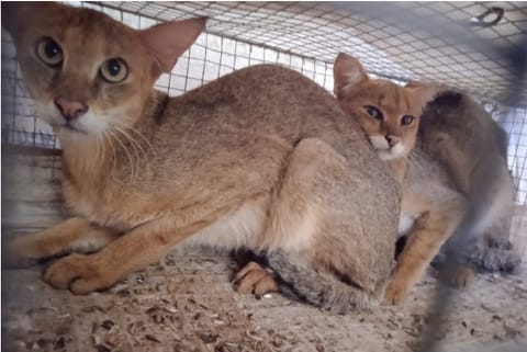 The seized cats