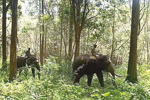 Kumkis patrol Mudumalai forest to keep watch on movements of jumbo ?Vinayagan? on Friday
