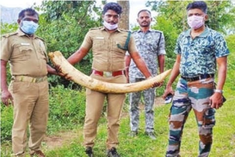 A cop is seen holding the stolen tusk