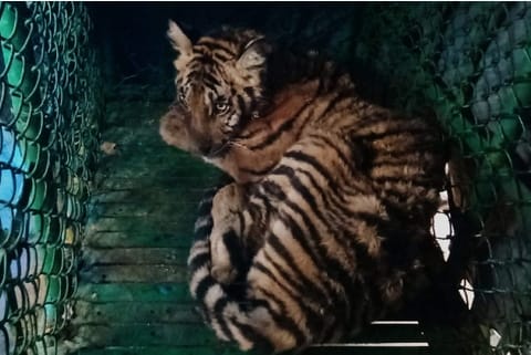 Wounded tiger cub