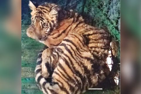 The tiger cub.