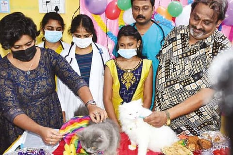 The baby shower celebrations of the cats.