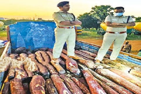 Around 20 tonnes of red sanders stashed in a truck parked near Puthiamputhur in Thoothukudi